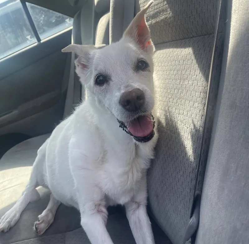 Betsy smiling in a car seat with one ear up