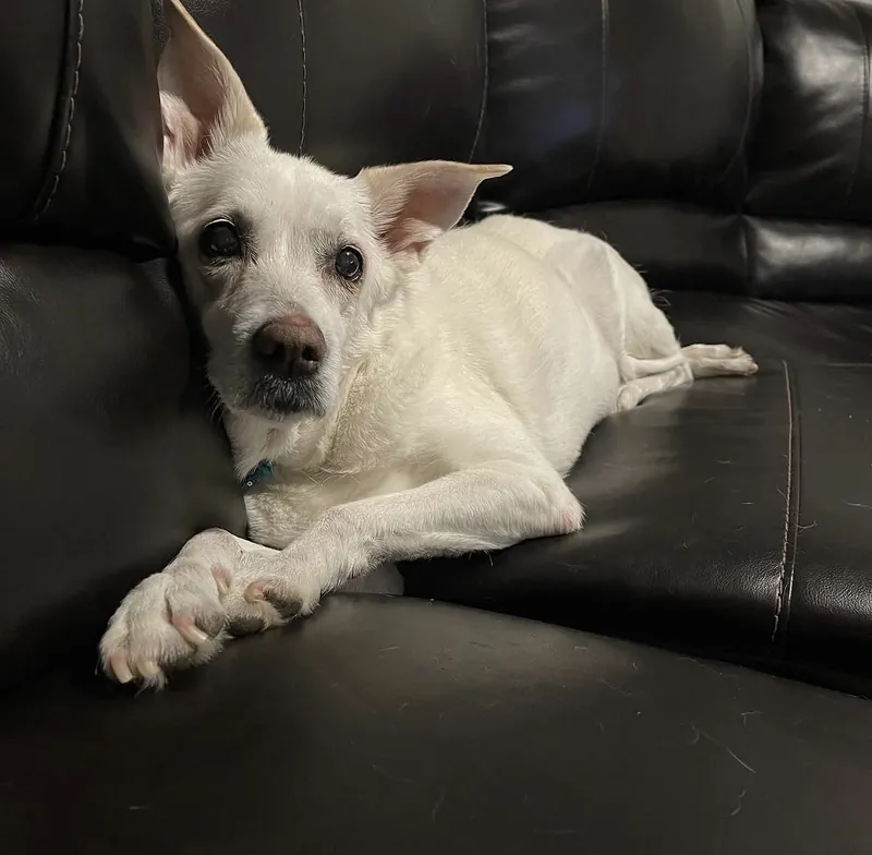 Betsy lying on a black leather couch with her paws crossed