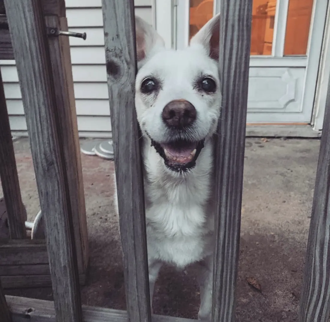 Betsy smiling big, peeking between wooden fence posts