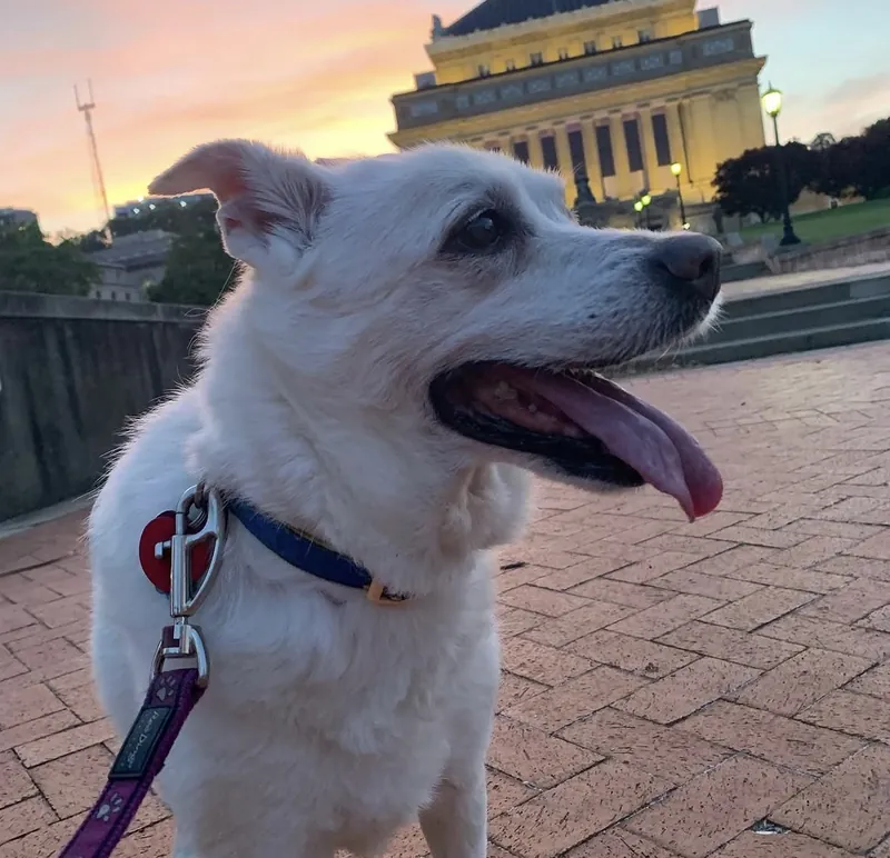 Betsy with her tongue out on a walk at sunset