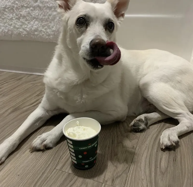 Betsy licking her nose next to a pup cup of whipped cream
